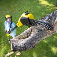 How Our Tree Care Process Works  in  Syracuse, UT